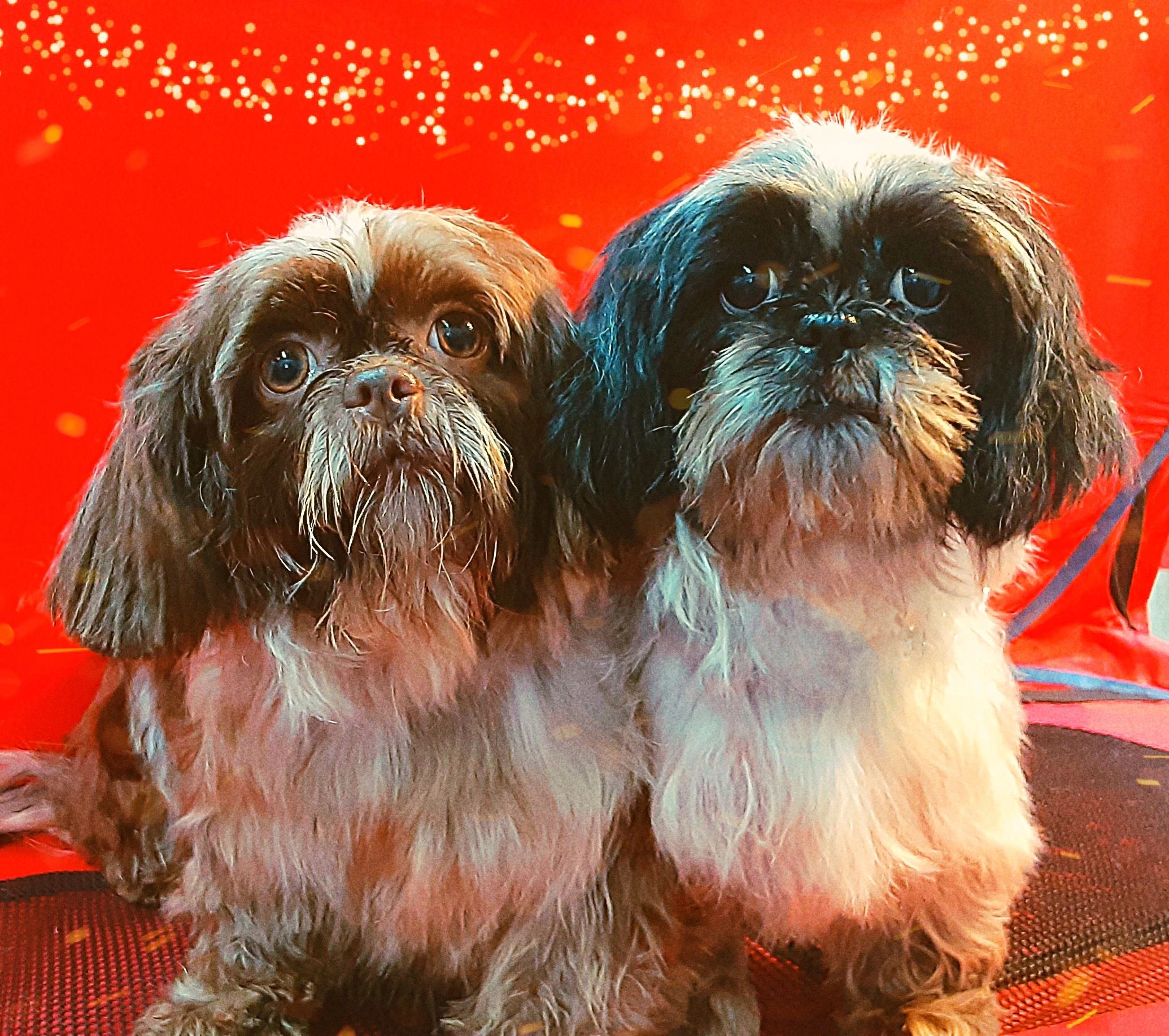 Two of the absolutely sweetest female Shih Tzus I've ever met, They produce adorable puppies