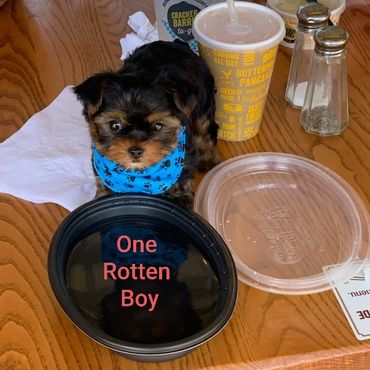 One spoiled pup