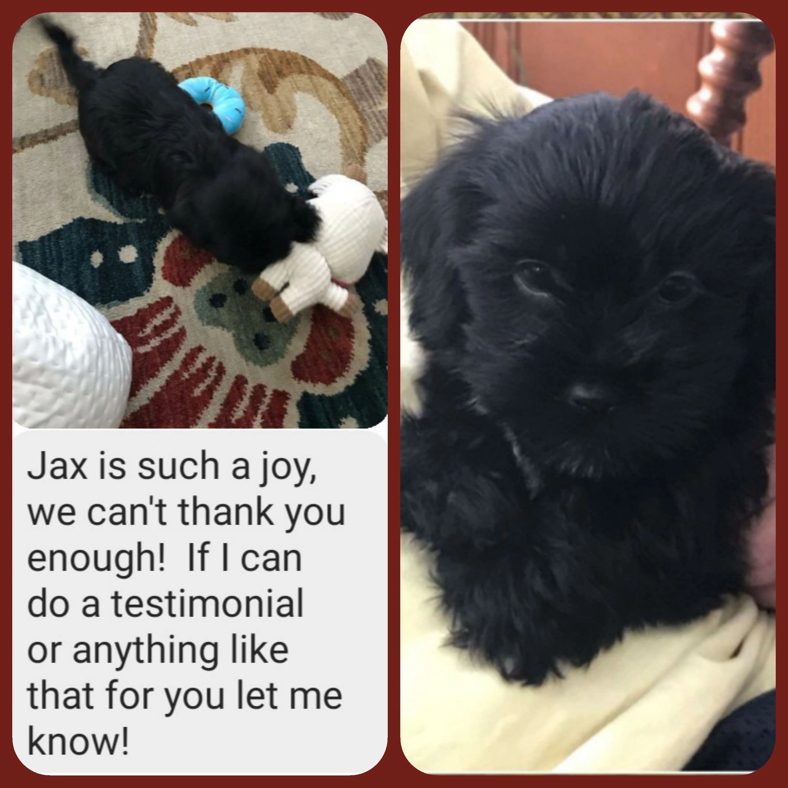 Jax is one of Willows Shihpoo babies from 2020.