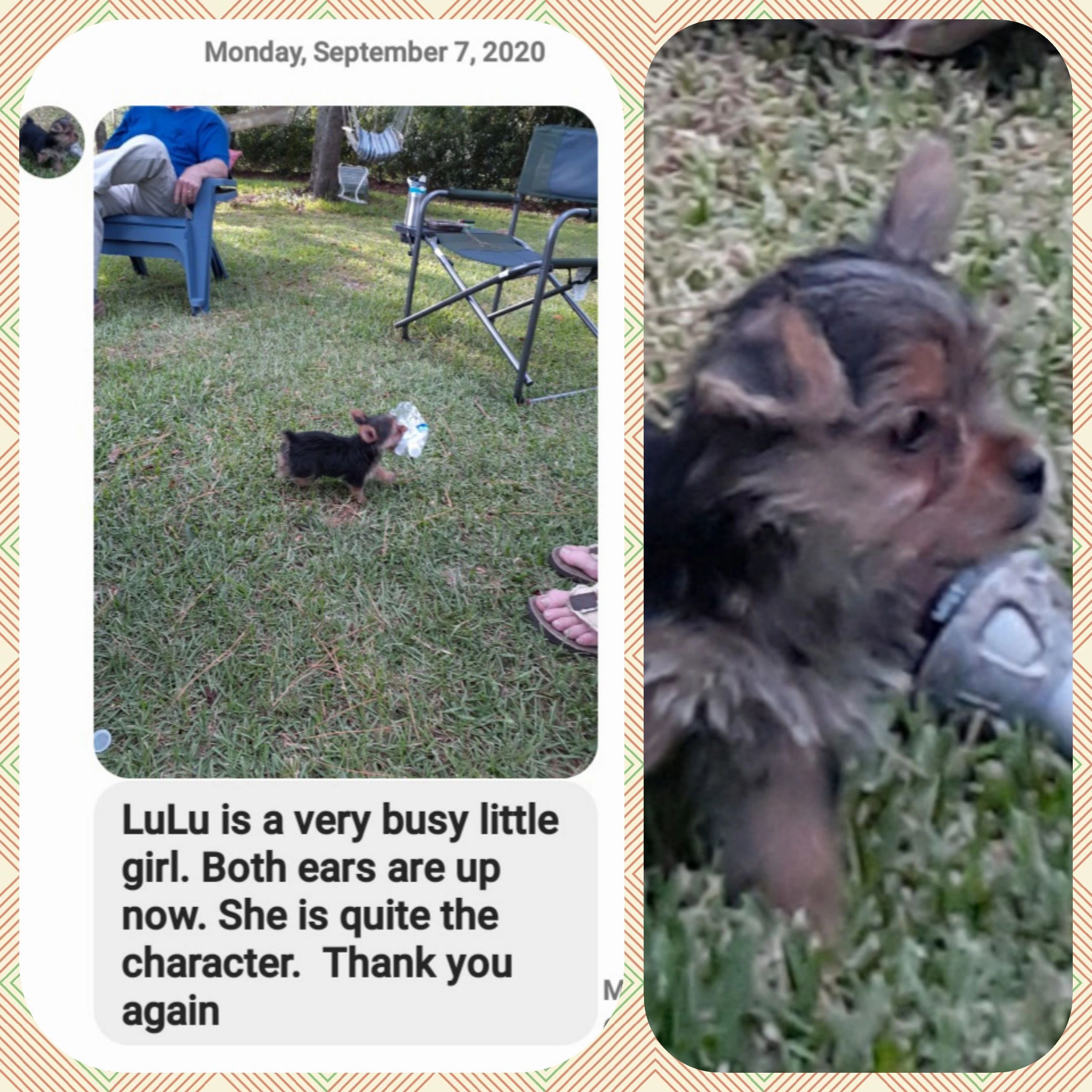 This is a sweet little girl who went to her new home Sept 6th.  Her mom and dad are loving her. She
