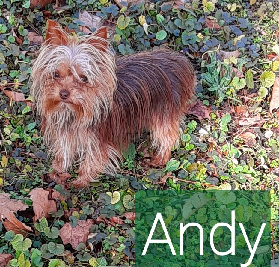 Andy