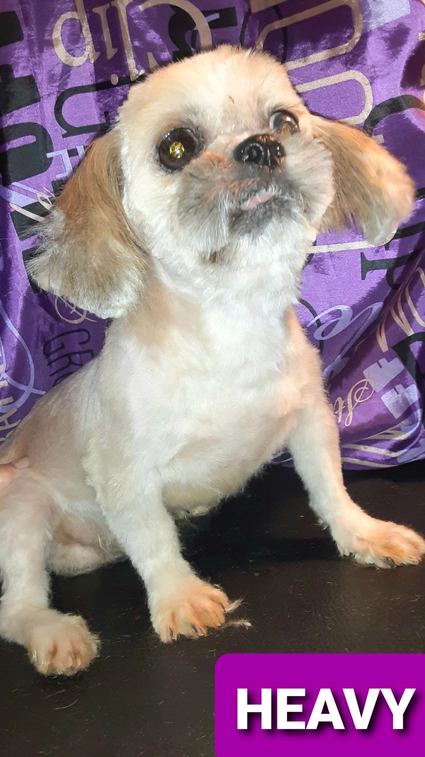 Heavy is my male Shih Tzu. He is a stocky built stud who delivers his heavy/straight coat to pups.