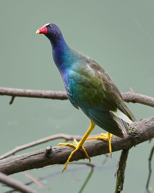 A Purple Gullinul on branch over water