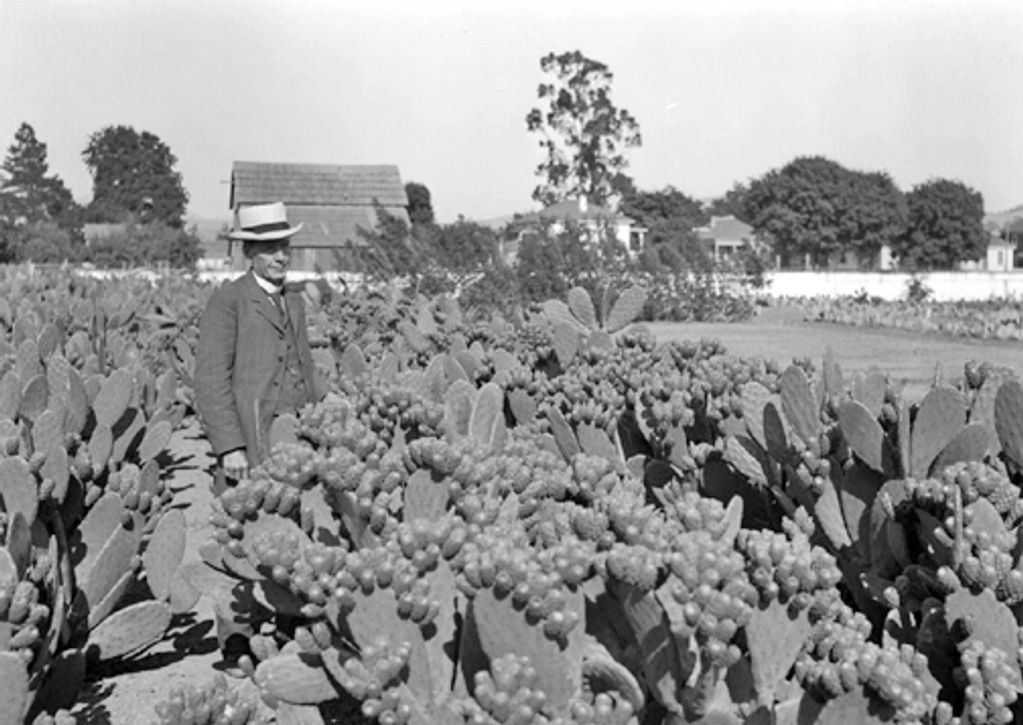 In a field of spinless Opuntia cactus selected for improved fruit charicteristics