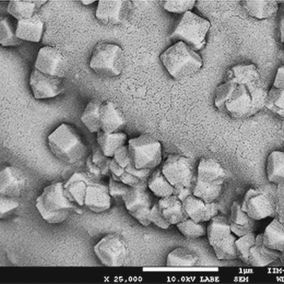 Electron micrograph of calcium carbonate (limestone) ceystals in the Opuntia plant.