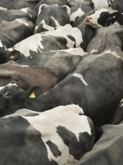 Feedlot cattle use a tremendous amoutnt of feed and water while producing significant greenhouse gas