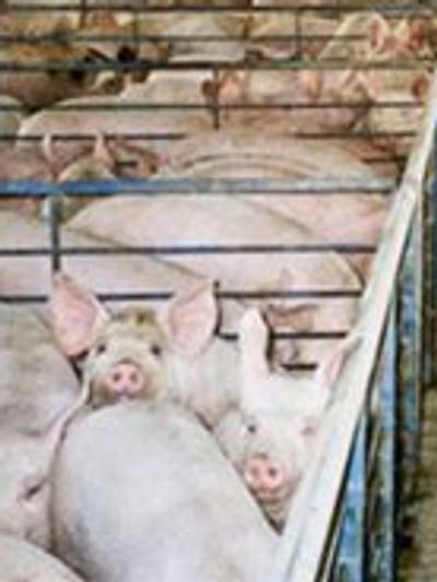 Pigs crowded into a factory farm