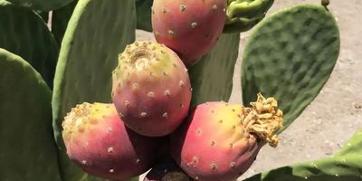 Opuntia ficus-Indica var. Sabrana