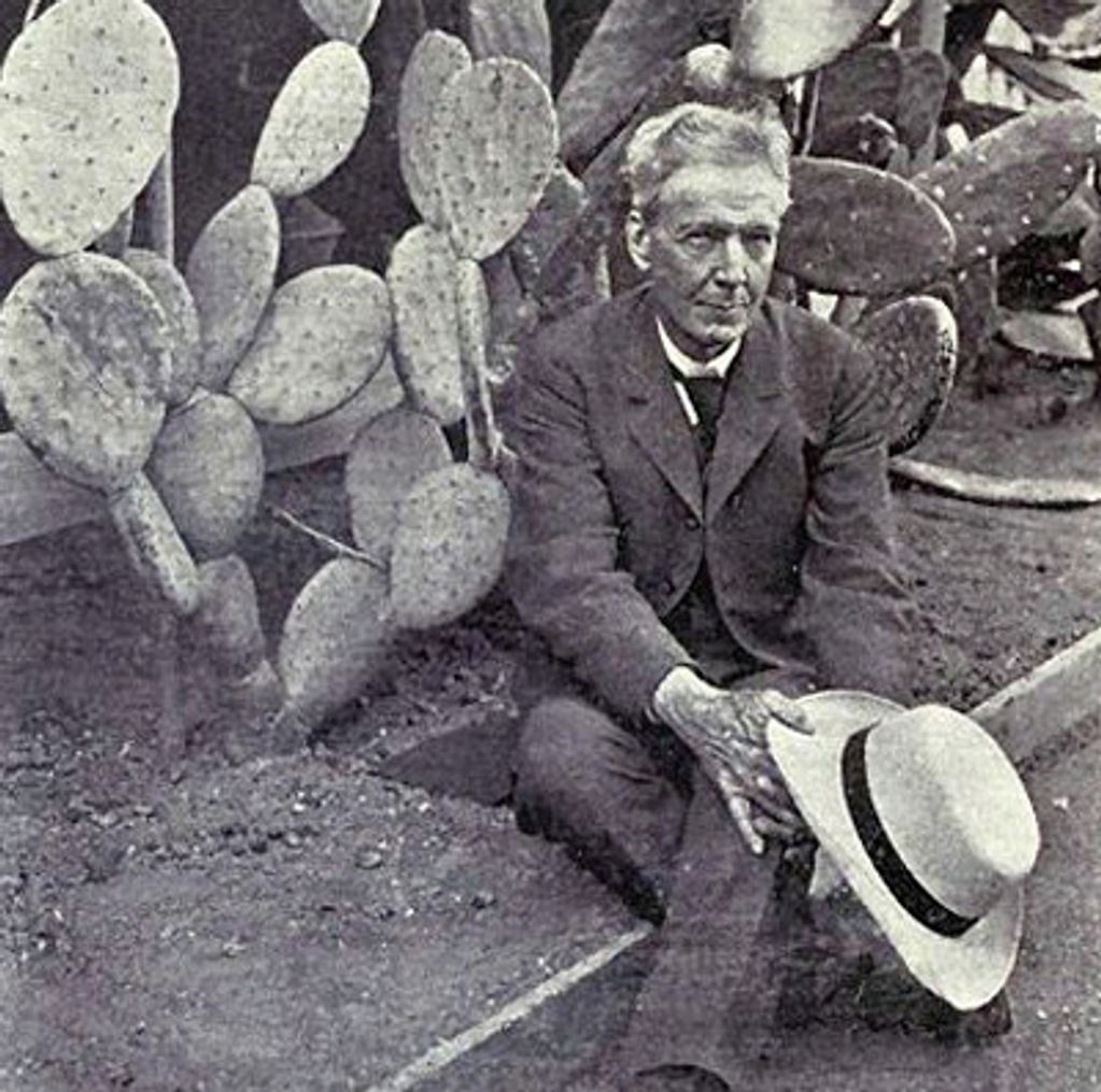With some of his spinless Opuntia cactus selections