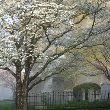 blooming tree and gravestones, historic gravesite 