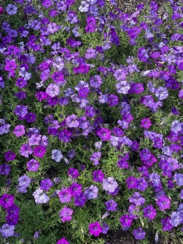 A vibrant cluster of purple and lavender petunias in full bloom.