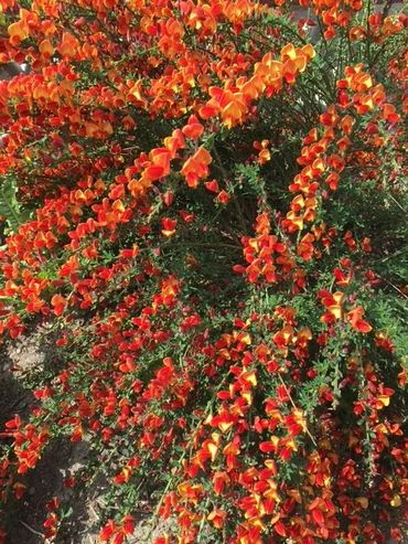 Bush covered in vibrant orange and red flowers.