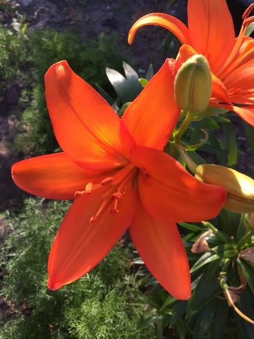 Bright orange lily flower in sunlight with green foliage background.