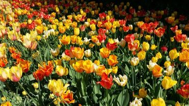 A vibrant field of multicolored tulips in full bloom.