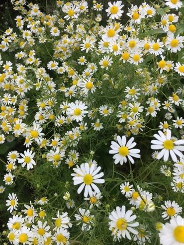 A field of blooming white daisies with yellow centers.