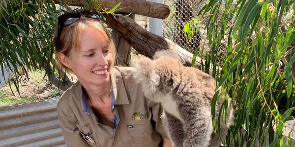 Dr Lloyd & AJAY, the busier orphaned Koala