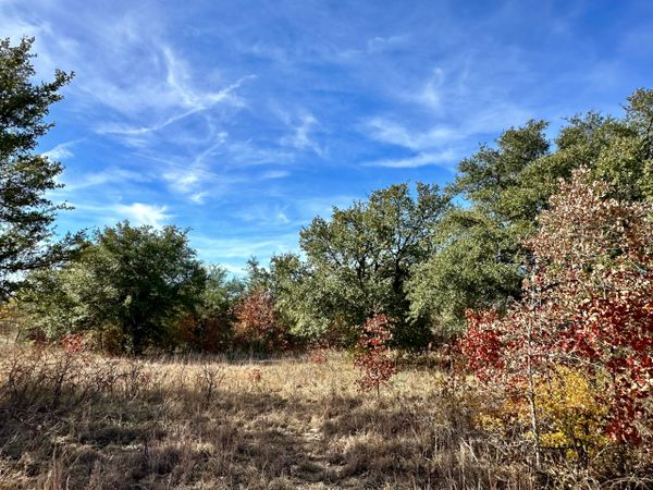 land with trees turning fall