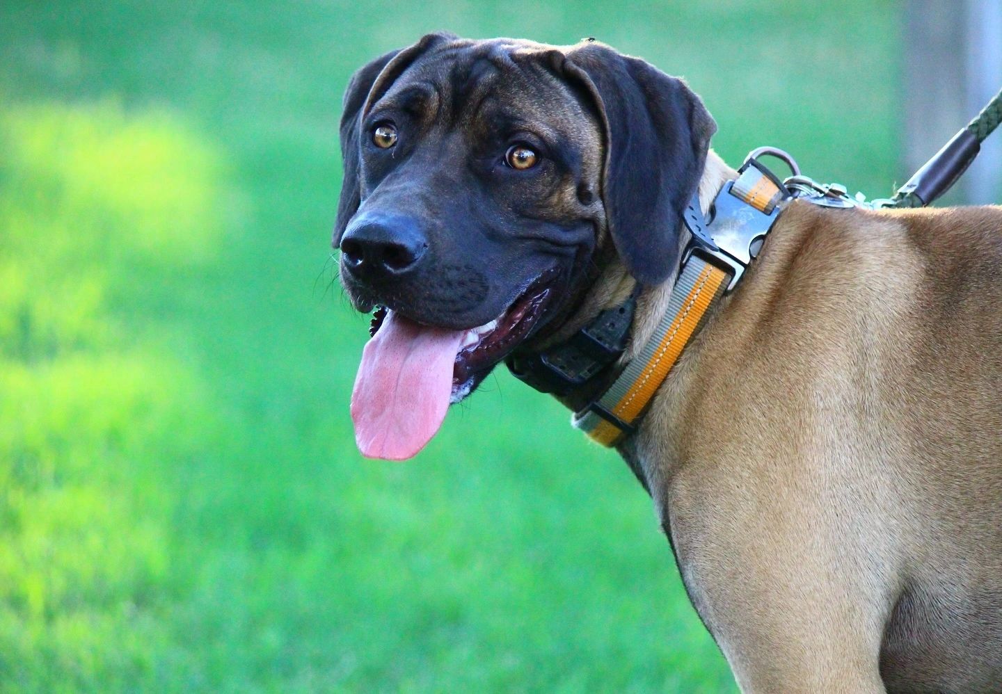 K9 Snake Avoidance Training - Surprise Az, K9 Snake