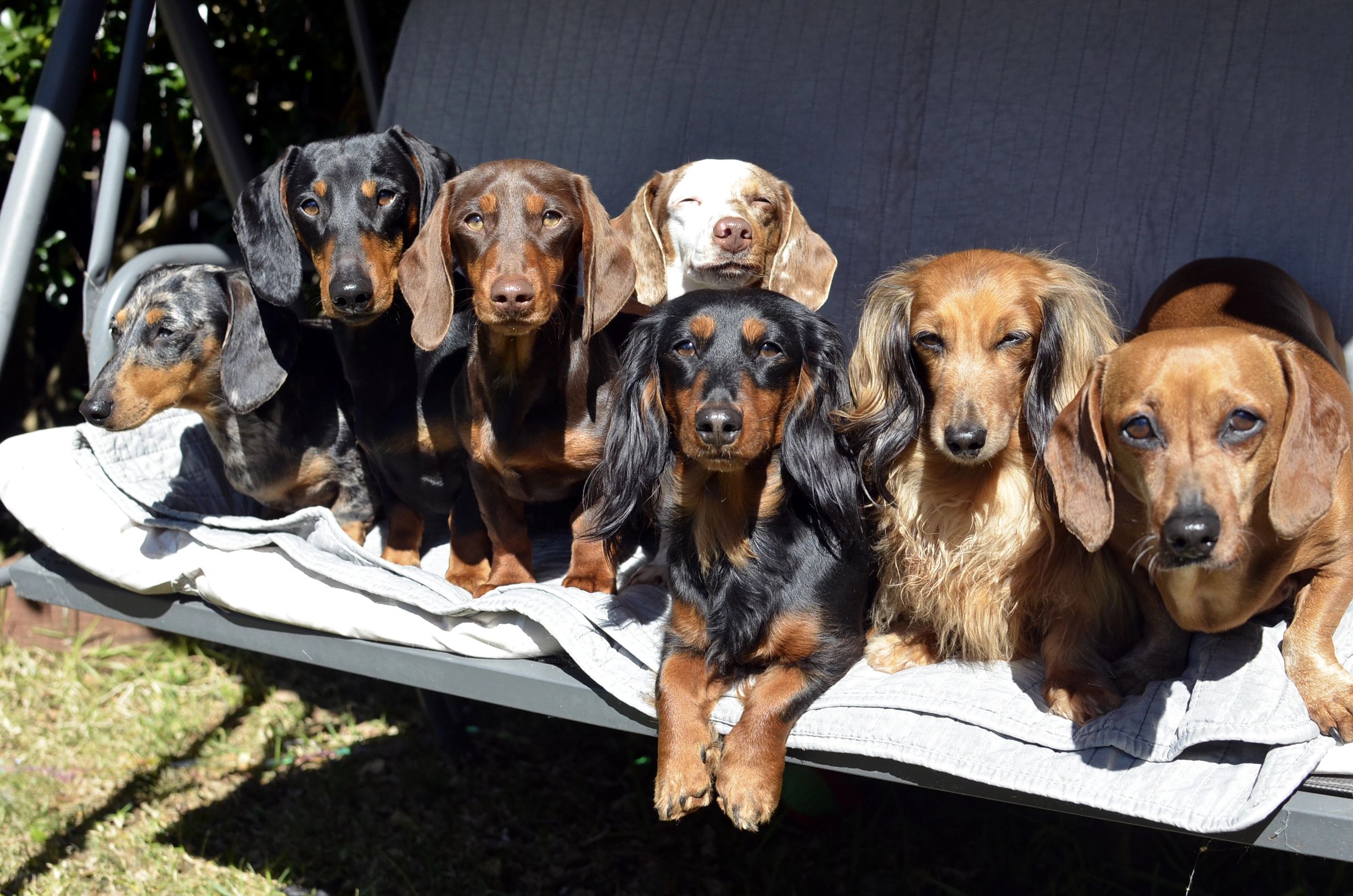 About Dachshunds | ONATAH Dachshunds