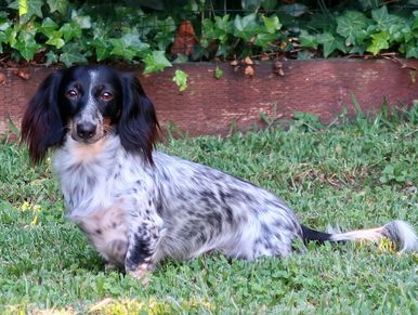 A black and white speckled dog sitting on green grass.