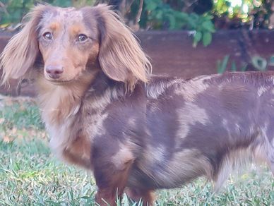 Long-haired dachshund standing on grass outdoors.