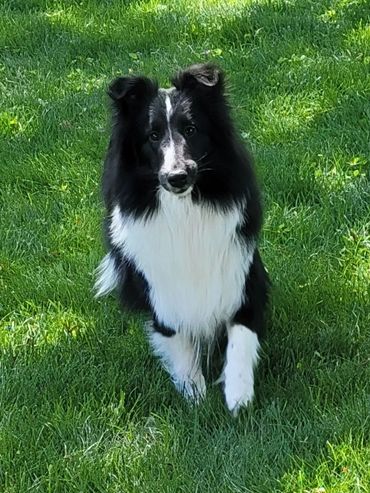 Black and white Shetland Sheepdog sitting on grass.