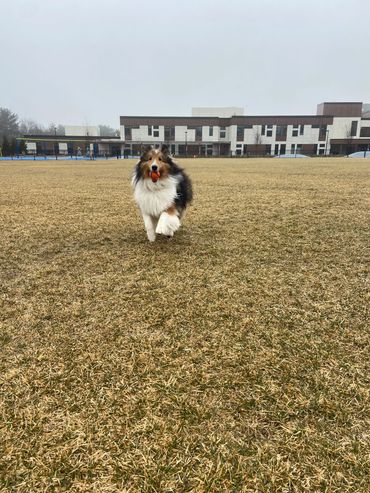 Fluffy dog running with an orange ball in its mouth on a field.