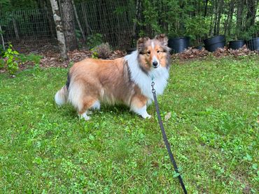 A fluffy Shetland Sheepdog on a leash in a grassy yard near trees.