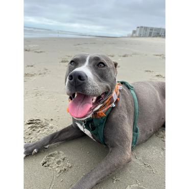 Hannah is Allie's dog and she loves the beach.