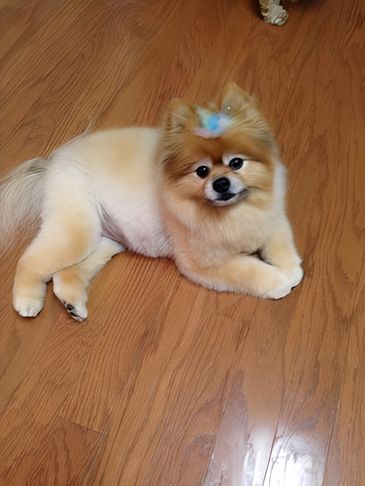 Fluffy Pomeranian dog on floor.