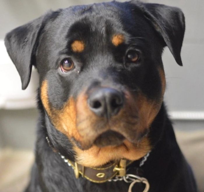 Dog grooming in Barrie, Ontario