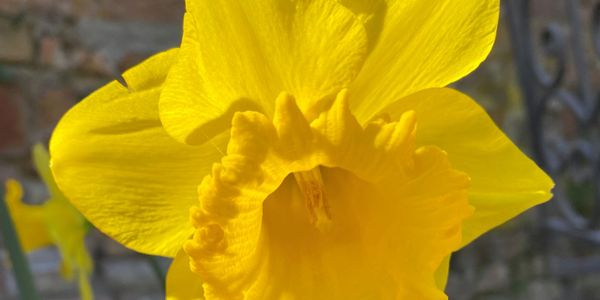 Daffodil for more about me