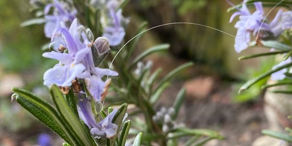 Rosemary for rememberence