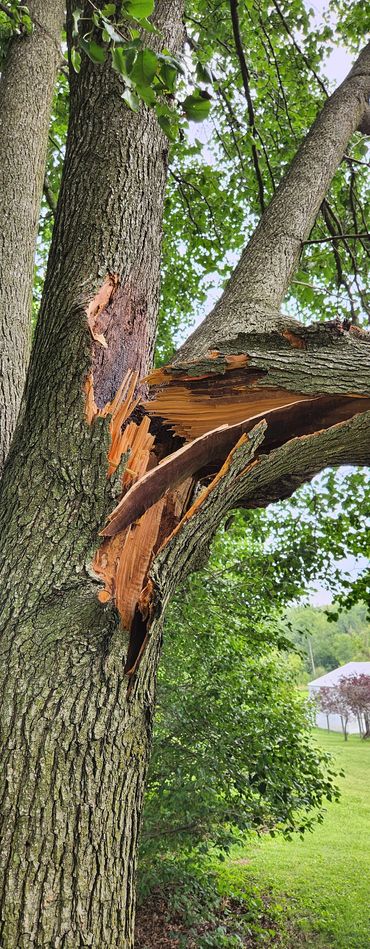 Fallen tree removal after storm in Howard County