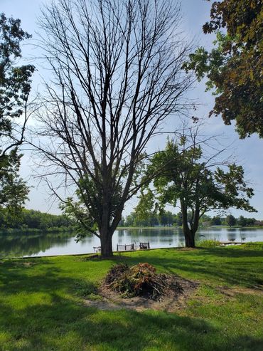 Residential tree care trimming in Howard County