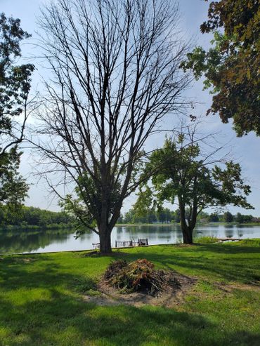 Dead and dangerous trees.