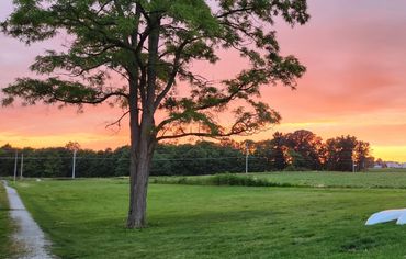 Tree removal service in Kokomo Indiana