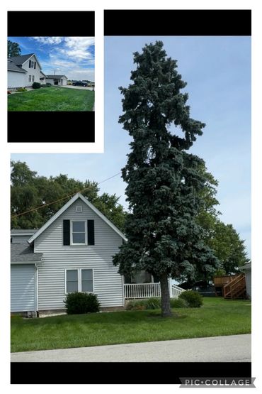 Tree trimming and pruning in Kokomo Indiana
