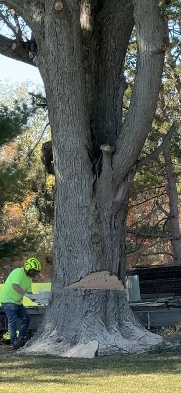 Hazardous tree being removed safely in Howard County
