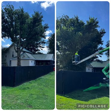 Tree removal in Kokomo Indiana