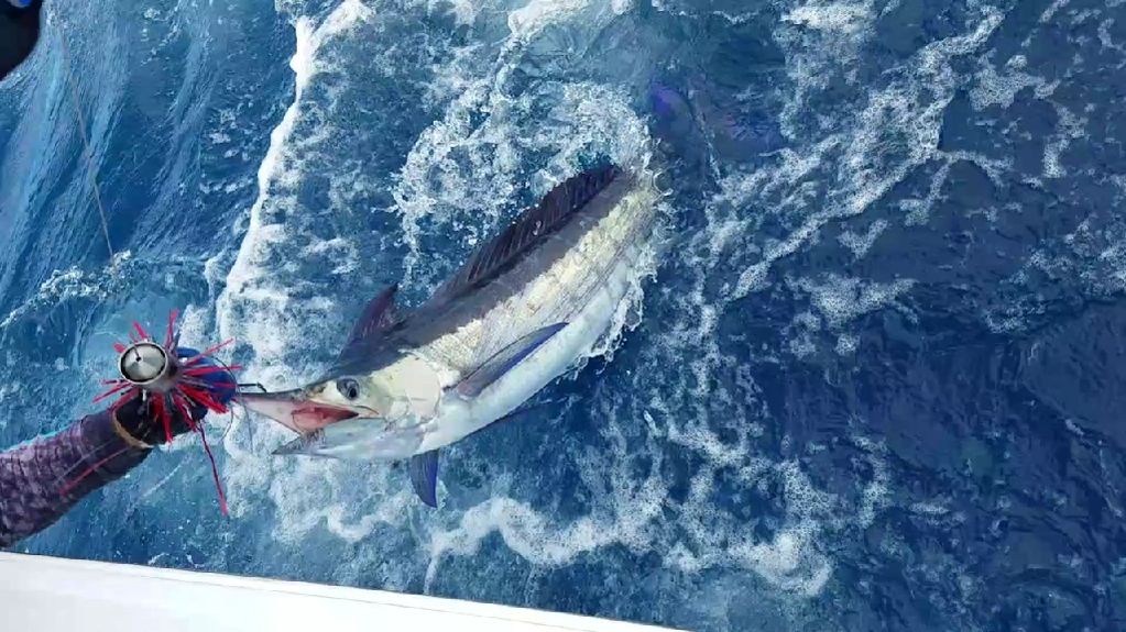 Blue Marlin on High Speed Trolling courtesy of ballyhood.com