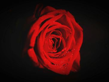 Close-up of a vibrant red rose with water droplets against a dark background.