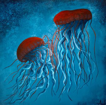 Two red jellyfish gracefully floating in blue water.