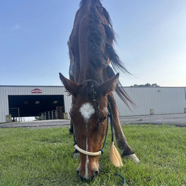 A horse with a white star on its forehead grazing on grass near a barn.