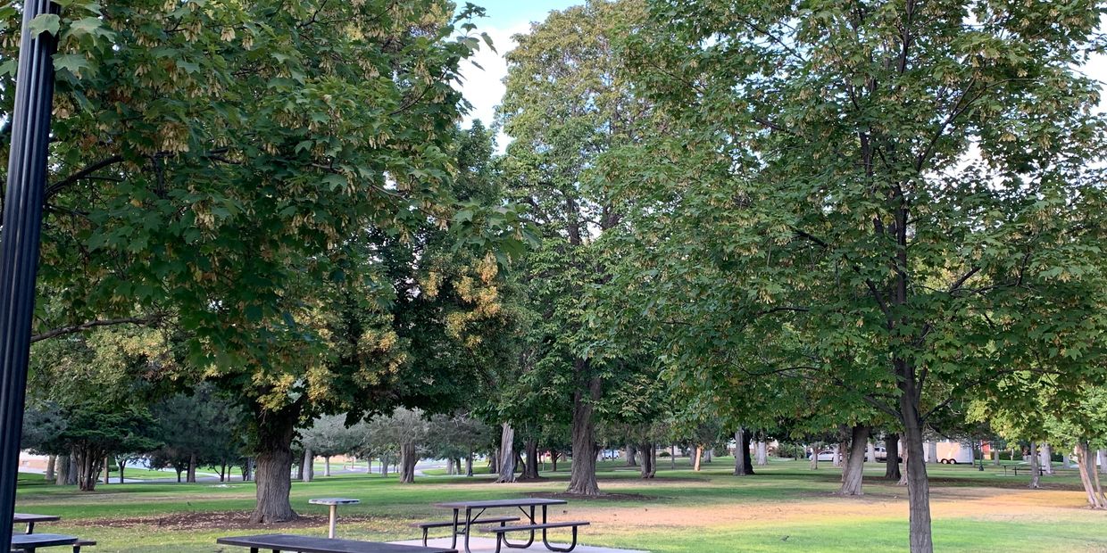 Copperton Park picnic tables under large shade trees.