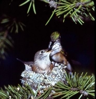Two baby hummingbirds in a nest with an adult hummingbird nearby.