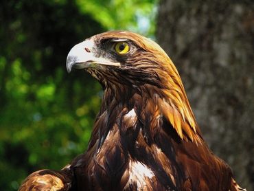 Close-up of a golden eagle with sharp yellow eyes and brown feathers.