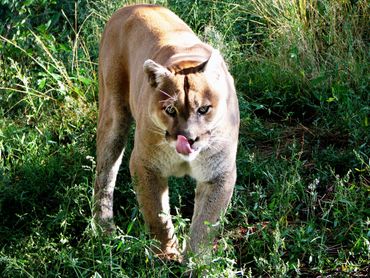 Cougar walking through dense greenery licking its nose.