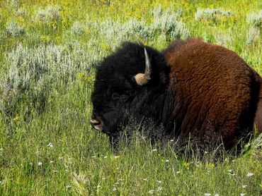 A large bison resting in a grassy field with wildflowers.