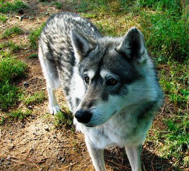 A grey and white husky standing on a grassy patch.
